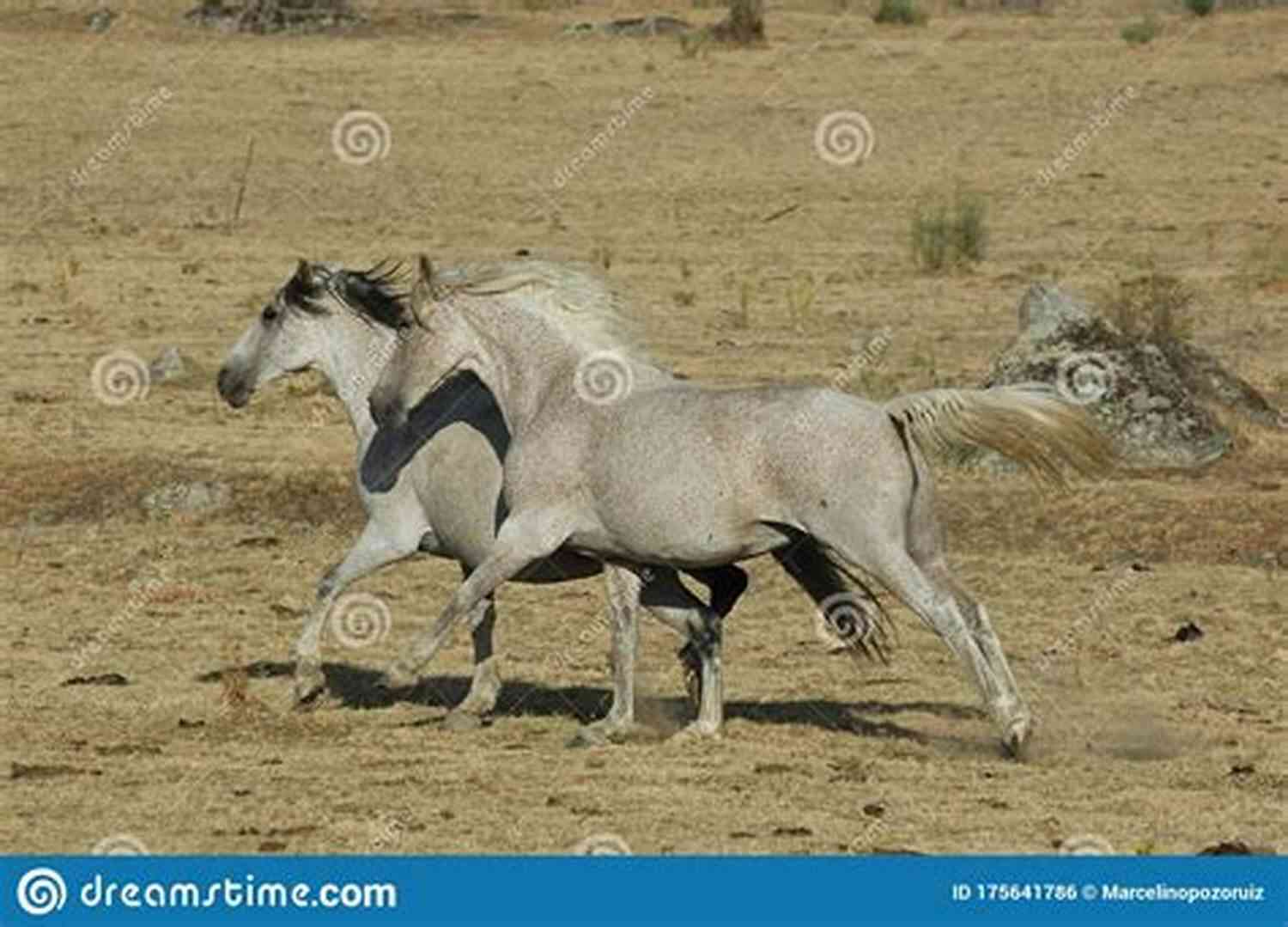A Horse Named Fancy Running Freely In An Open Field A Friend Named Fancy (Second Chances 3)