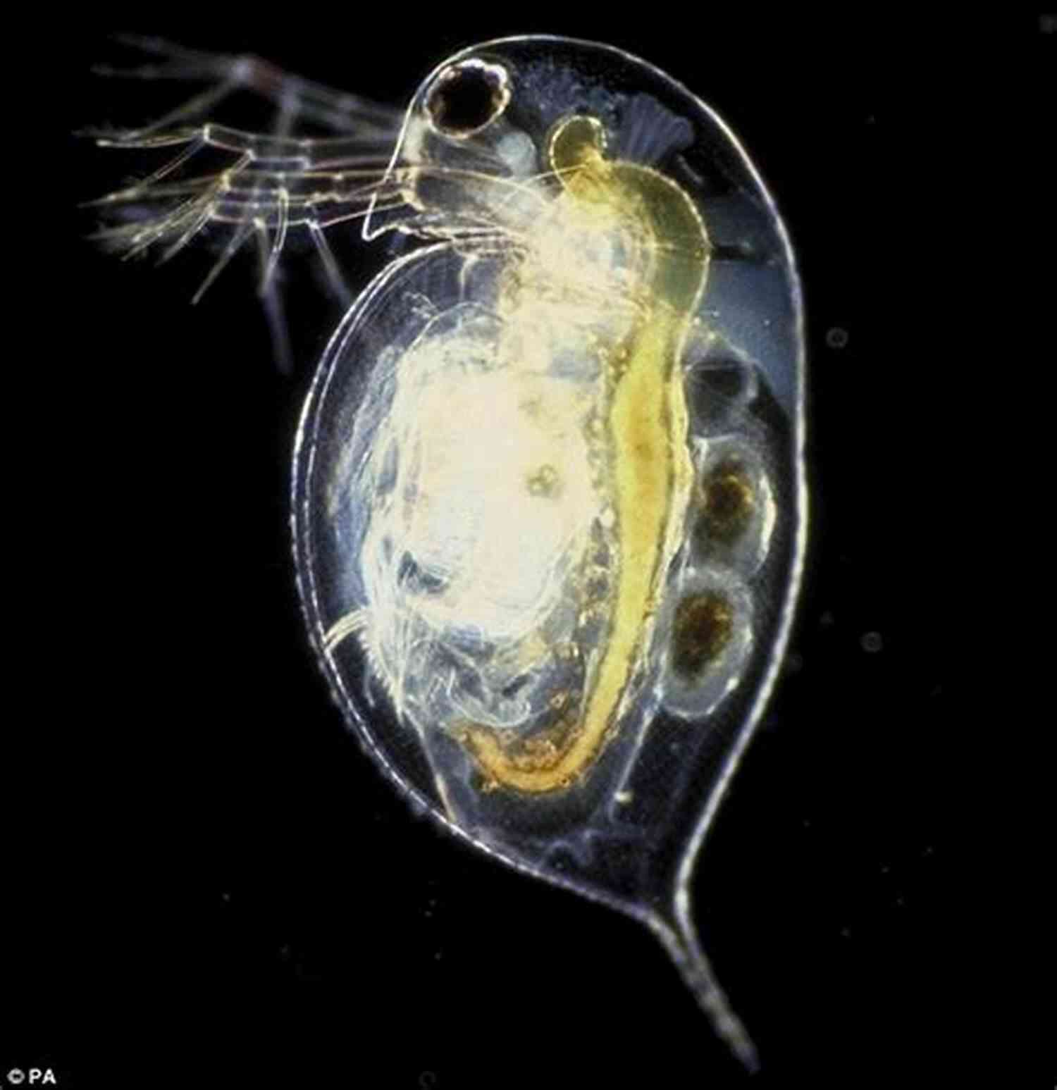 Daphnia, Commonly Known As Water Fleas, Affected By Caffeine The Effect Of Caffeine On Daphnias Heart Rate