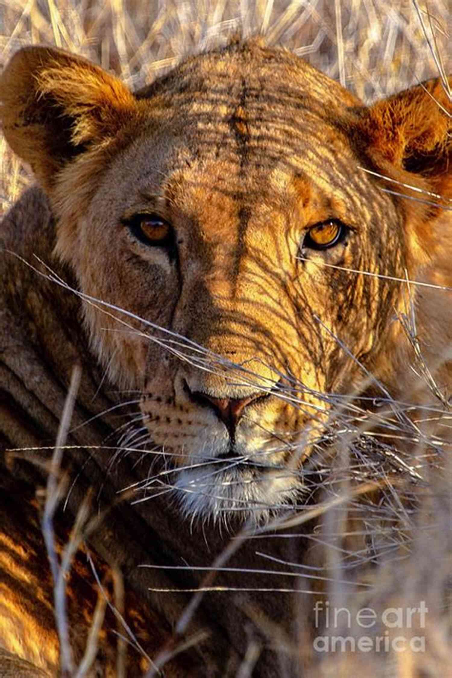 Eye Of The Beast The Profound Intensity In The Lion's Gaze Lion : A Poem (Poetry Collection)