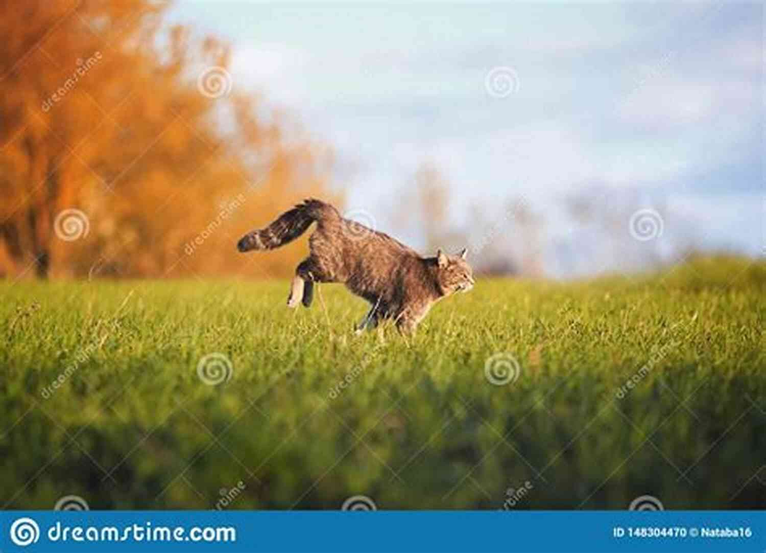 Fancy Running Gracefully In A Meadow A Friend Named Fancy (Second Chances 3)
