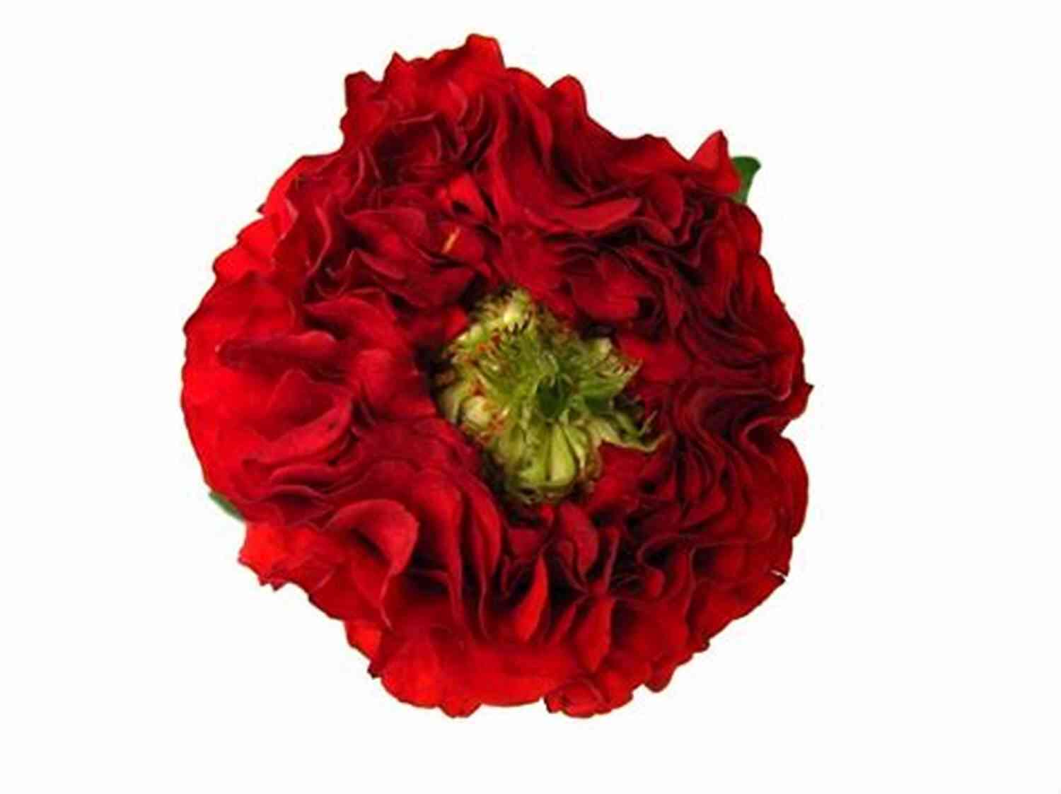 Floral Photography: Roses And Red Eyes Roses And Red Eyes Julia Strekalova