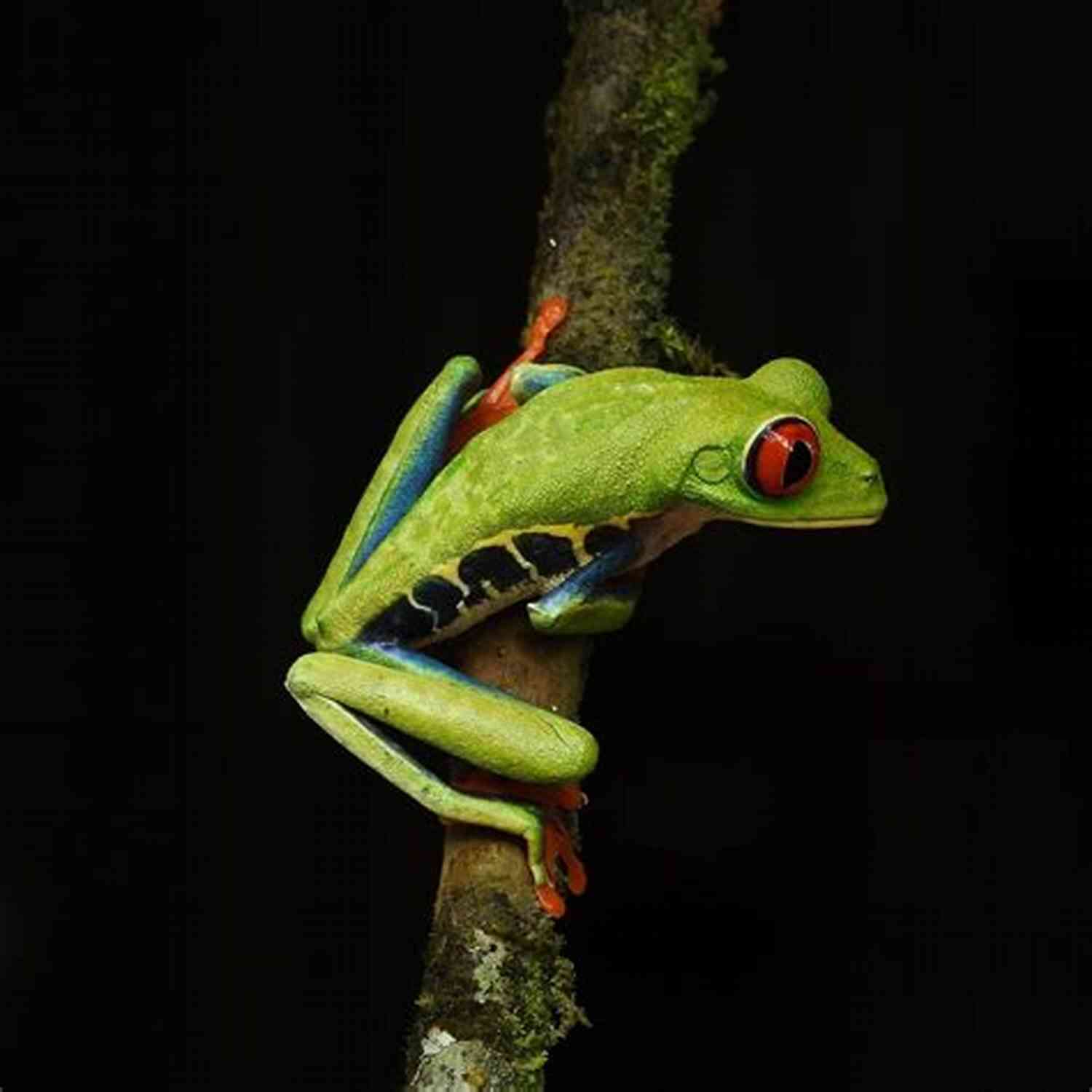 Immersing In Costa Rica's Untamed Jungle: Unforgettable Adventures Getting To Costa Rica (Stuck In Costa Rica 1)