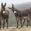 J X Burros