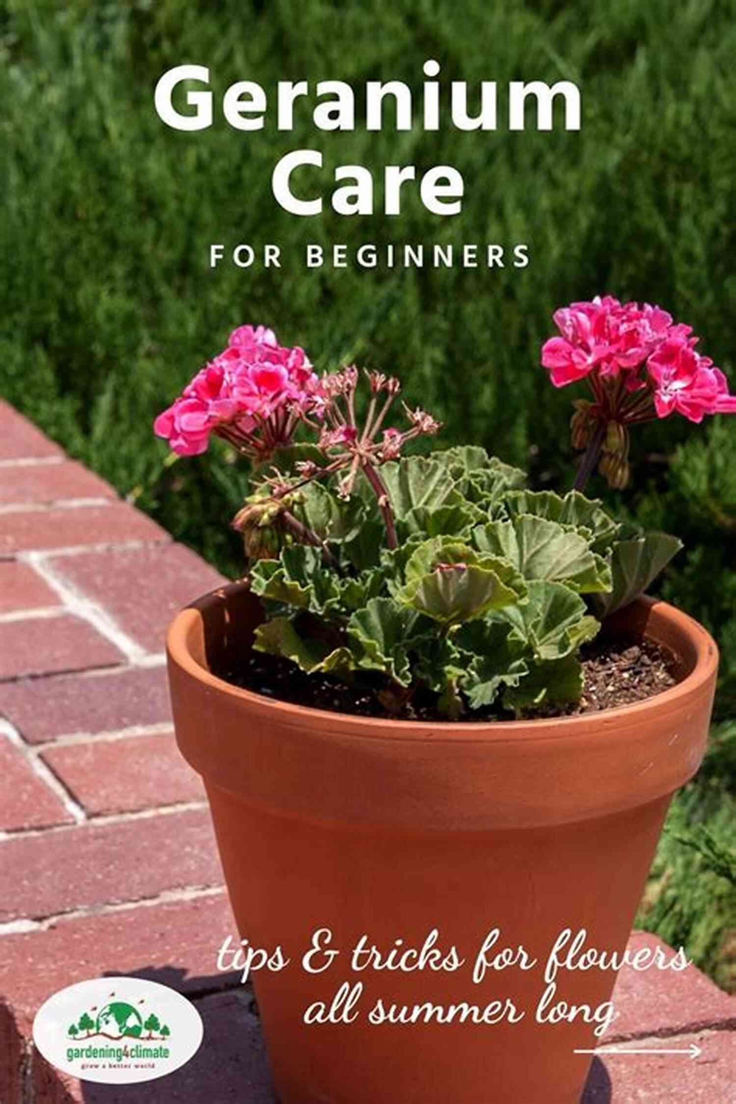 Learn Easy And Simple Geranium Care Guide For Growing Gorgeous Geraniums Easy And Simple Geranium Care A Guide To Growing Gorgeous Geraniums