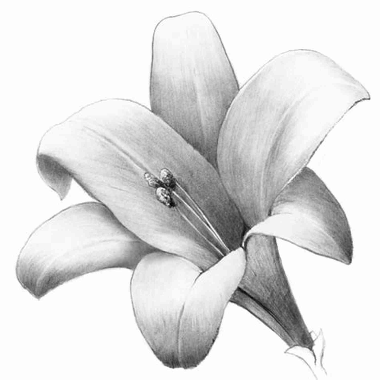 Learn How To Shade The Lovely Lily Flower With Drawspace Module A3 Shade A Lovely Lily: Drawspace Module 1 3 A3