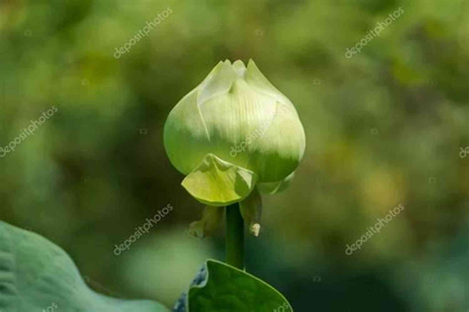 Lotus Flower Magnolia Lotus: Selected Poems Of Hyesim (Korean Voices 17)