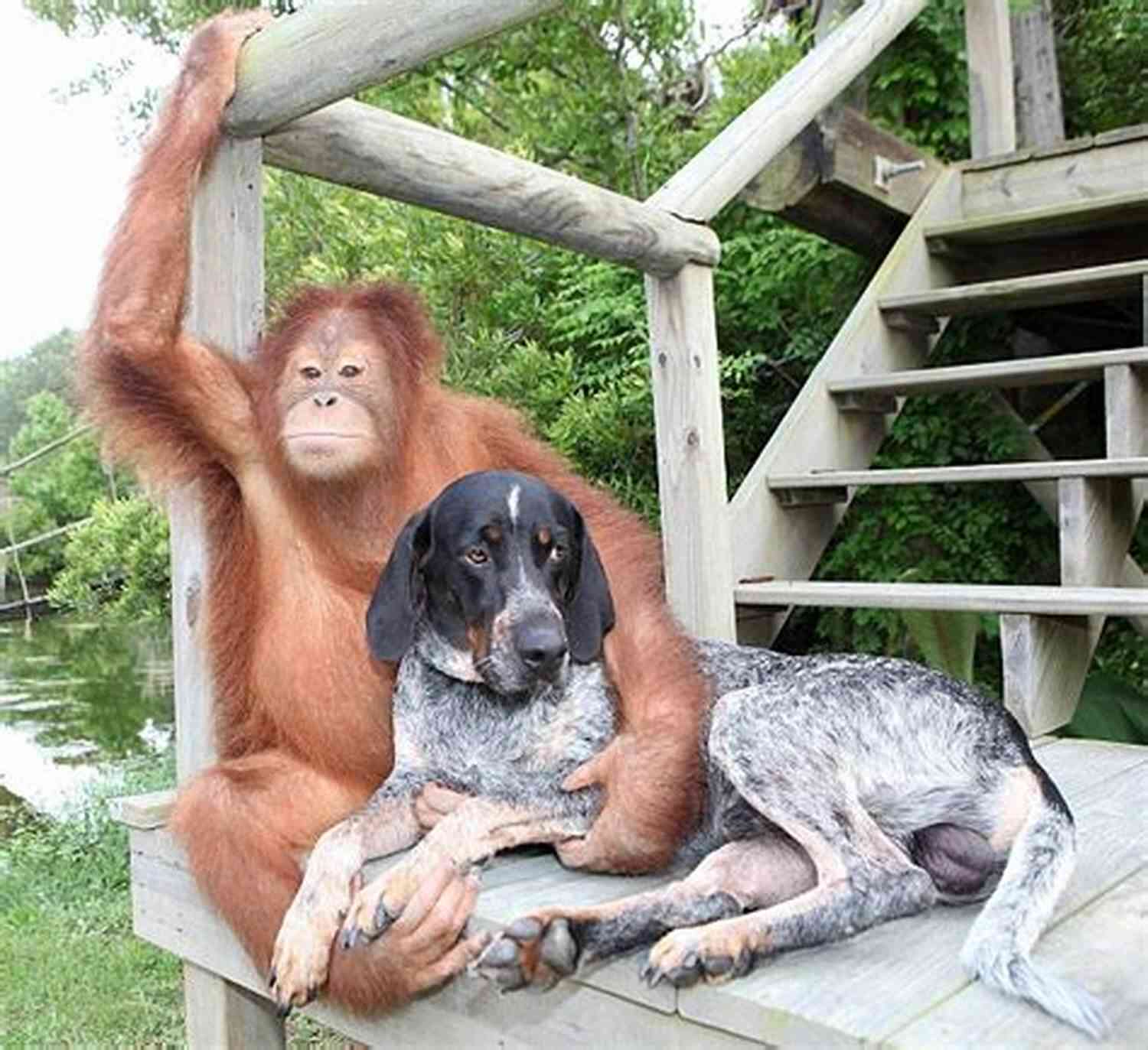 Loyal Friendship: Dog And Orangutan Creatures Of The Kingdom: Stories Of Animals And Nature