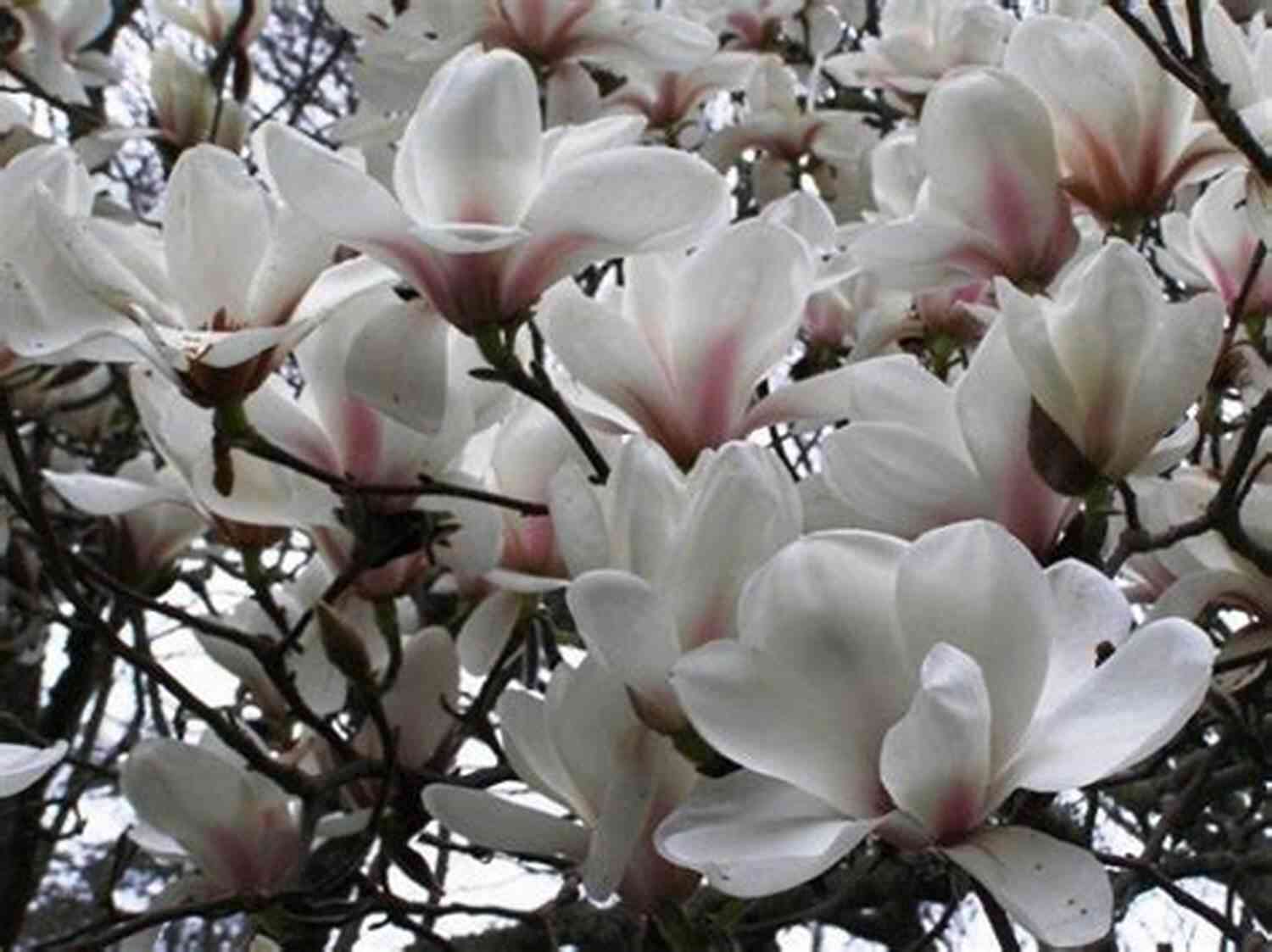 Magnolia Blossoms Magnolia Lotus: Selected Poems Of Hyesim (Korean Voices 17)