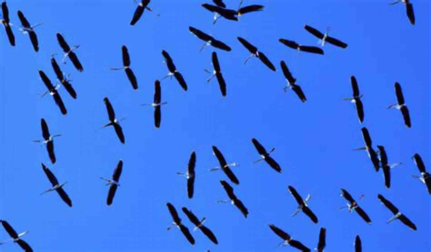 Majestic Migration: Birds Flying Across Continents Creatures Of The Kingdom: Stories Of Animals And Nature