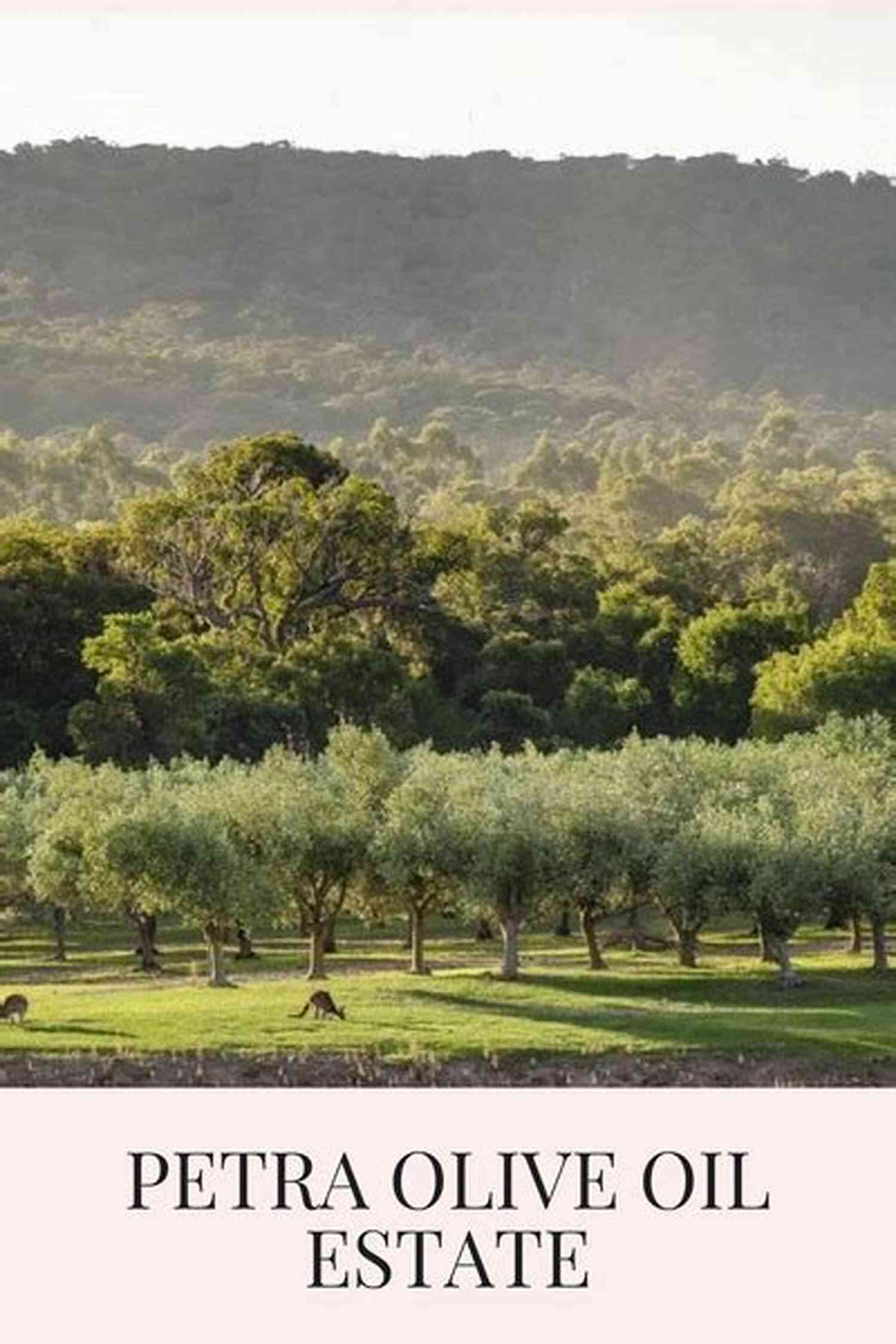 Olive Oil Estate Illustration A Villa In Sicily: Olive Oil And Murder (A Cats And Dogs Cozy Mystery 1)