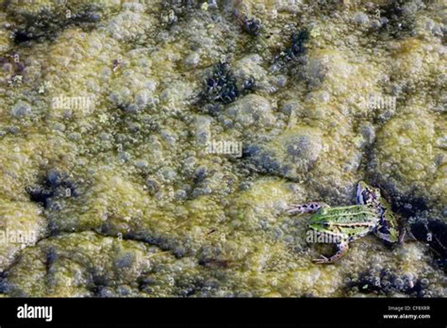 Overworked Green Frog In A Polluted Pond Battling To Survive Due To Human Activities Being Green It Ain T Easy Shocking Expose Of An Overworked Underpaid Frog (19 Questions Interviews Ask More Questions TM 1)