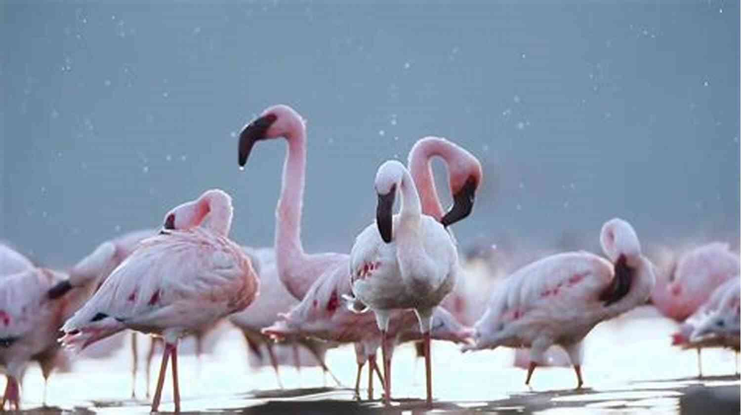 Symphony Of Colors: Flamboyant Flamingos Creatures Of The Kingdom: Stories Of Animals And Nature